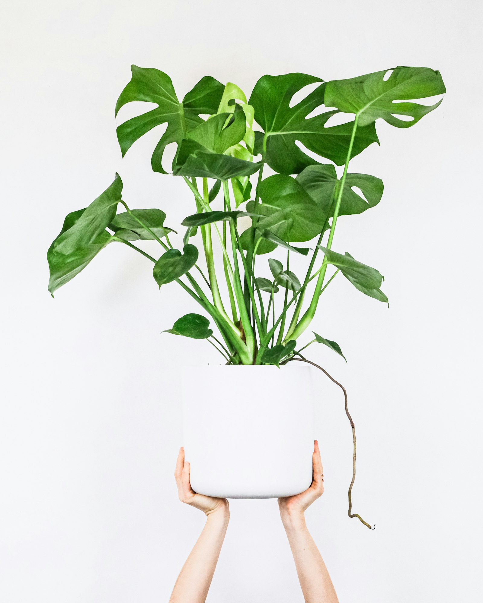 Monstera – Natur & Reinheit
